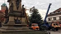 Příprava vánočního stromu v Poděbradech.