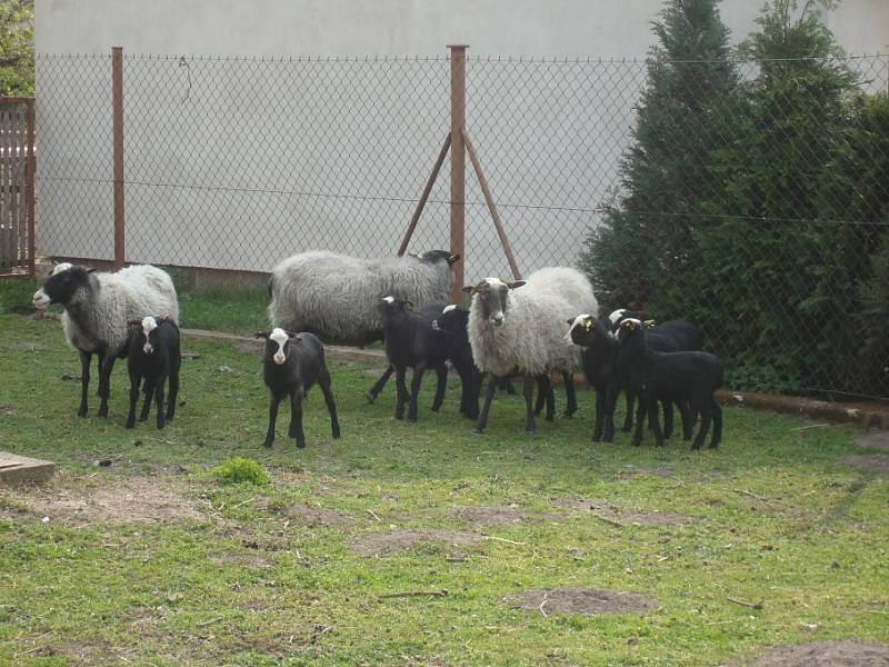 Den Země ve Školním statku Střední zemědělské školy v Poděbradech.