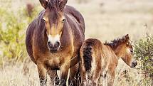 Klisna Sgurr porodila první hříbě divokého koně v České republice po staletích.