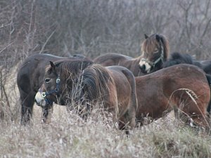 Do dvouhektarové aklimatizační ohrady bylo ve středu odpoledne vypuštěno čtrnáct klisniček divokých koní z anglického Exmooru.