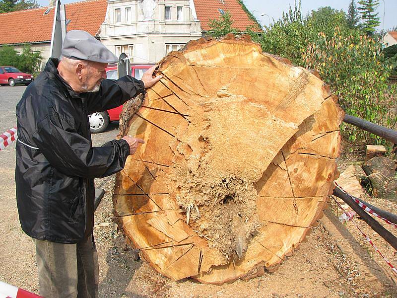 Pokácená vrba v Sadské