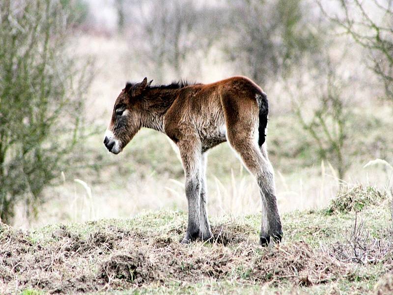 Oko návštěvníků potěší, když například v rezervaci objeví divoké koně s mláďaty.