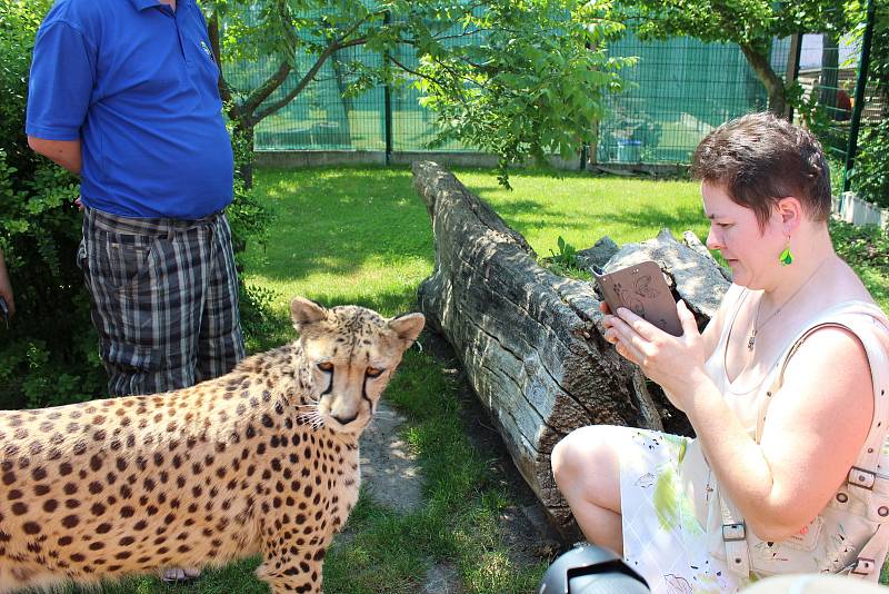 Gepardice Mzuri byla jednou z hlavních atrakcí oslav 20 let od založení chlebské zoo.