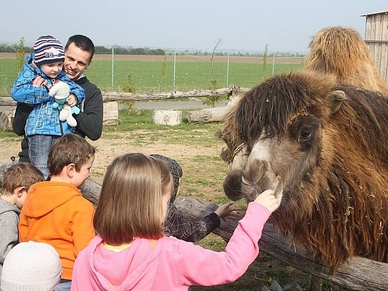 V zoo otevřeli nové hřiště, velbloudinec a environmentální centrum.