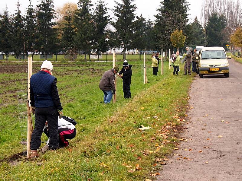 Nové stromky zasadili dobrovolníci podél staré obchodní cesty u Opolan.