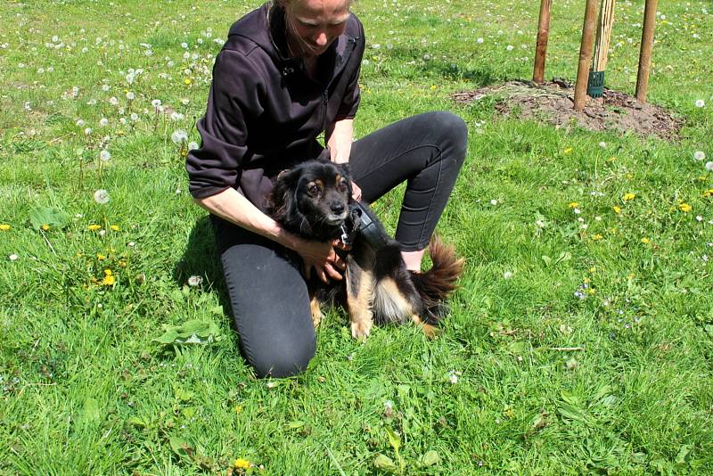 Ani devítiletý Rexík neměl na růžích ustláno. Panička byla ze sociálně slabších vrstev a měla jej devět let uvázaného na řetězu. Odebrán jí byl až ve chvíli, kdy byla z dosavadního domova vystěhována a mířila na ubytovnu.