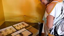 Originální výstava brouků je k vidění v čelákovickém muzeu.
