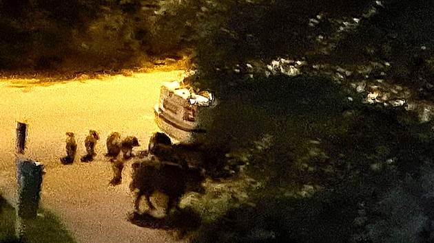 Divoká prasata se pohybují v milovické Lesní ulici.