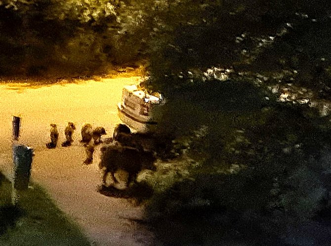 Divoká prasata se pohybují v milovické Lesní ulici.