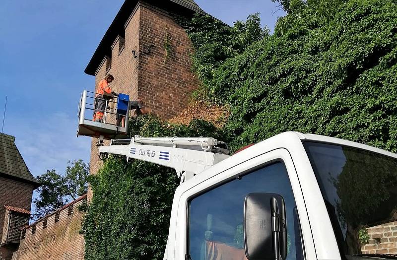 Zaměstnanci technických služeb odstranili část břečťanu z hradeb.