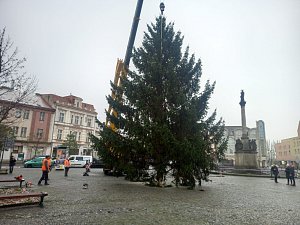 Instalace vánočního stromu na náměstí Přemyslovců v Nymburce.
