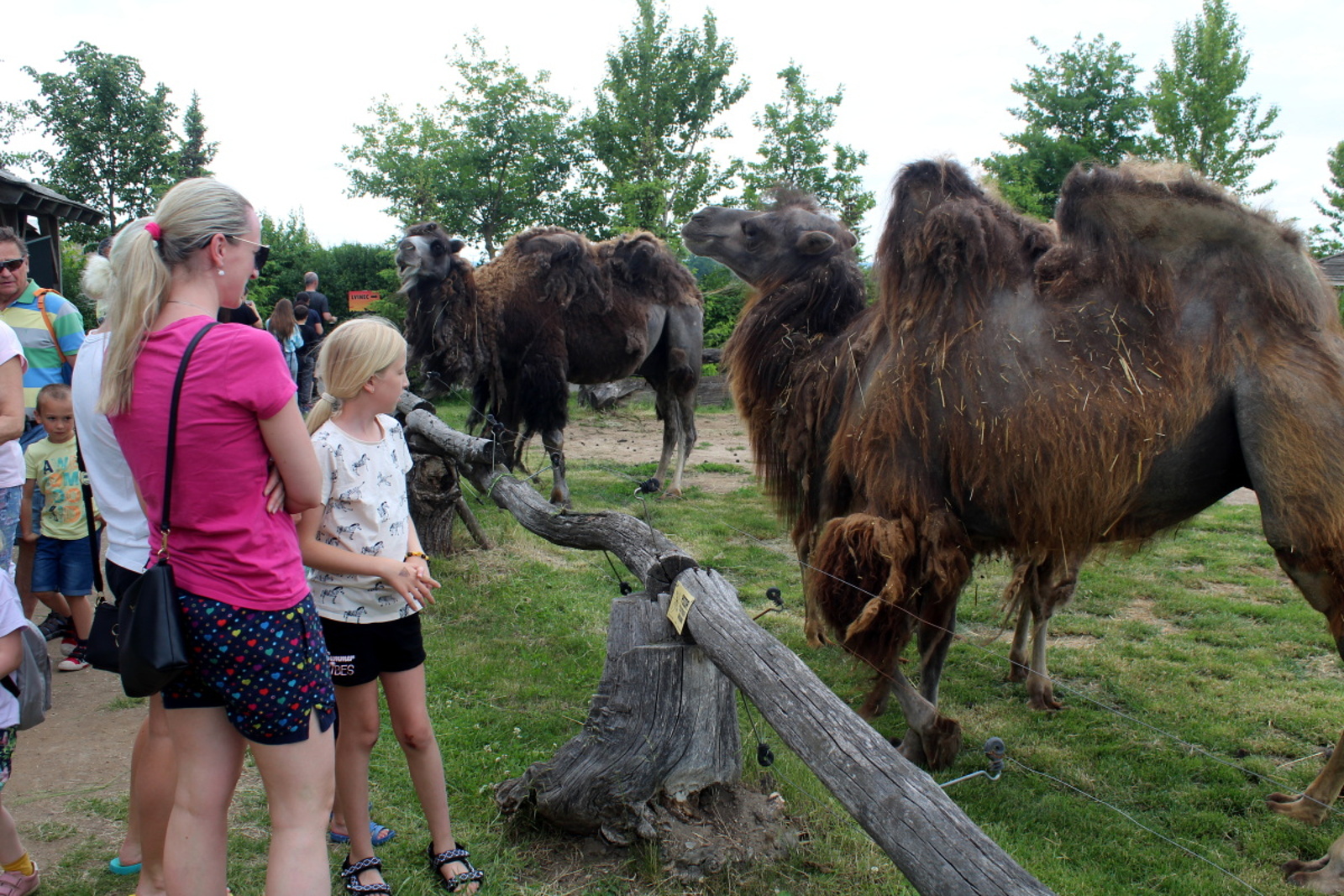 OBRAZEM: Chlebská zoo slaví čtvrtstoletí, mezi zvířata vyrazily stovky lidí  - Nymburský deník
