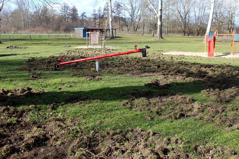 Divoká prasata rozryla vekou část zelených ploch na poděbradském Jezeře.