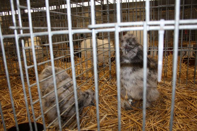 Celostátní výstava drobného zvířectva Chovatel 2015 a Mezinárodní výstava koček v Lysé nal Labem