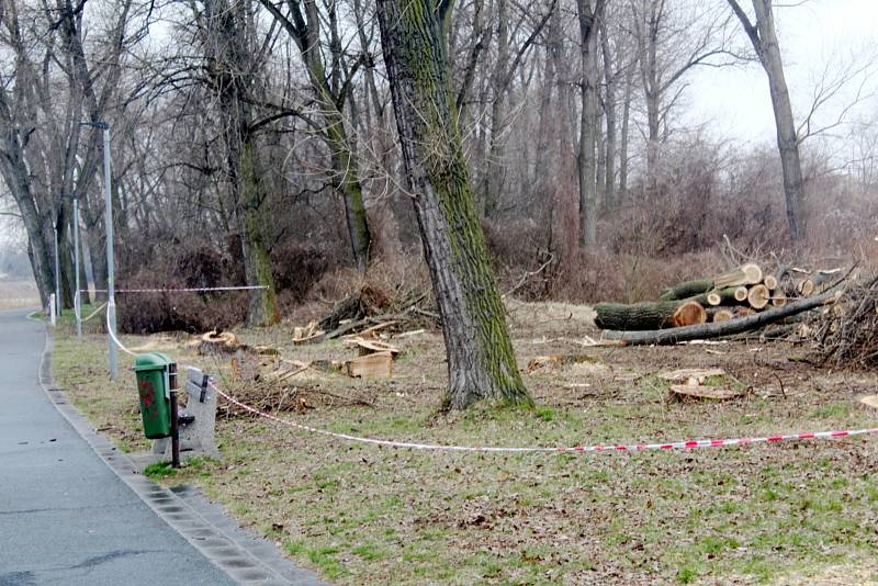 Situace u cyklostezky u Labe za železničním mostem po třech dnech kácení topolů.