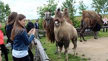 Návštěvníci aktuálně do chlebské Zoo nesmí. Snímky jsou z loňského křtu velbloudice.