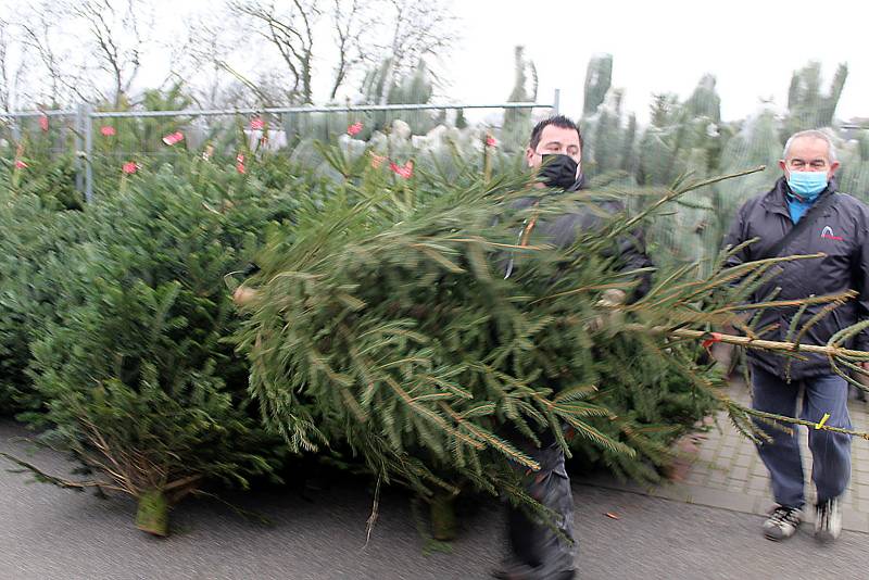 Před některými obchodními řetězci už byl spuštěn prodej vánočních stromků.