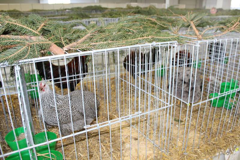 Výstava Náš chovatel nabízí každoročně přehlídku nejzajímavějších chovaných zvířat nejen z celého kraje.