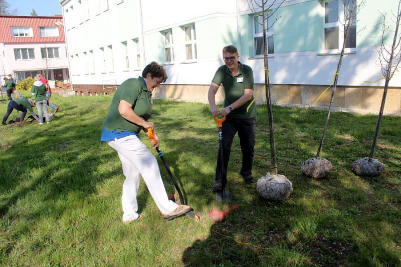 Před městeckou nemocnicí vysázeli deset nových stromků.