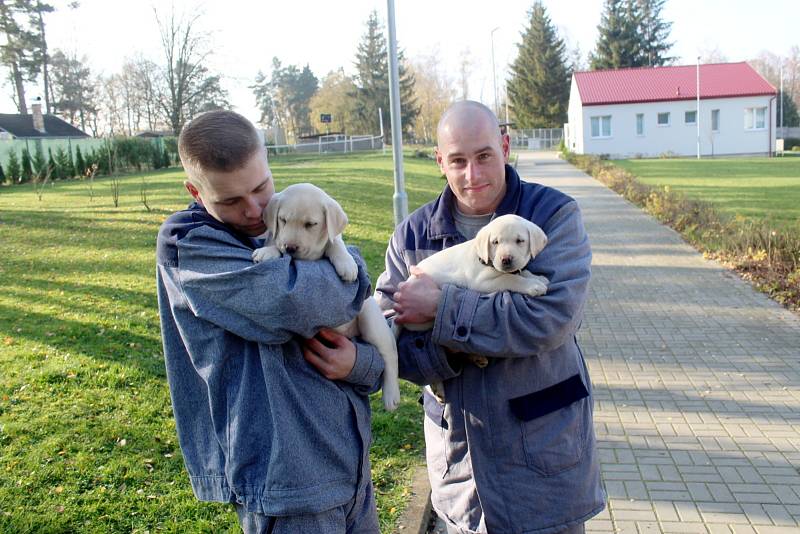 Dvojice labradorů Niko a Nairo po tři čtvrtě roce výchovy nastoupí kurz vodících psů. Odsouzení budou místo nich vychovávat malé fenky Cheron a Chutney.