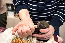 Rovnou devět malých liščat se ocitlo na konci března v péči zvířecích záchranářů na stanici Huslík.