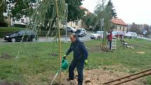 Sázení dvou nových smutečních vrb na labském břehu pod soudem