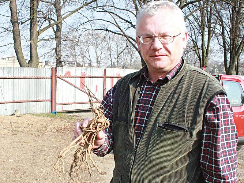 Pracovník žateckého Chmelařského institutu Miroslav Brynda ukazuje sazenici chmele, Žateckého poloraného červeňáku, která bude následně zasazená jako první do pivovarské vzorové chmelnice.