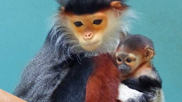 V zoologické zahradě Chleby na Nymbursku přišlo na svět mládě opice langur duk, nejvzácnějšího zvířete, které se v současné době nachází v Česku.