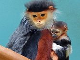 V zoologické zahradě Chleby na Nymbursku přišlo na svět mládě opice langur duk, nejvzácnějšího zvířete, které se v současné době nachází v Česku.