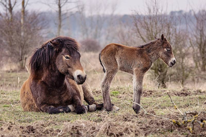 Milovická rezervace divokých koní, zubrů a praturů úspěšně funguje už několik let