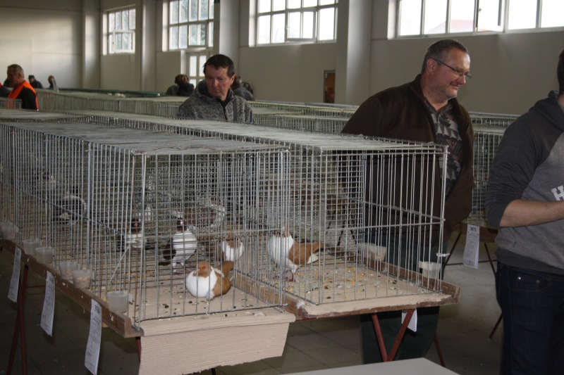 Výstava Chovatel v Lysé nad Labem: králíci, kachny, husy, holubi, nutrie,  slípky - Kolínský deník