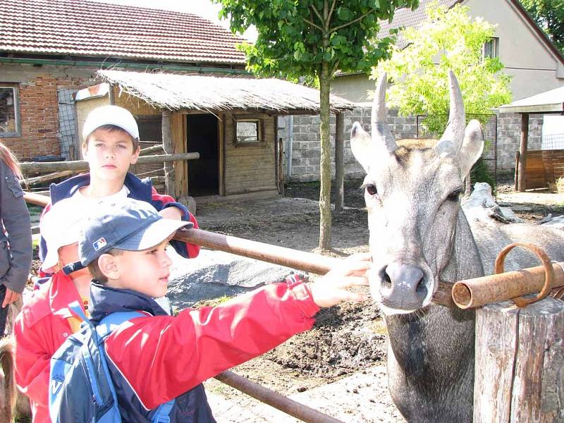 Malí táborníci si v chlebské zoo pohladili exotického nilgau