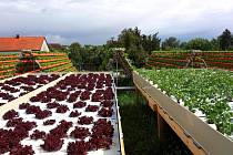 Saláty a další výpěstky v biokvalitě chce dodávat farma nemocnici a dalším organizacím zdarma.