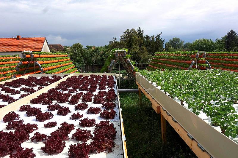 Saláty a další výpěstky v biokvalitě chce dodávat farma nemocnici a dalším organizacím zdarma.