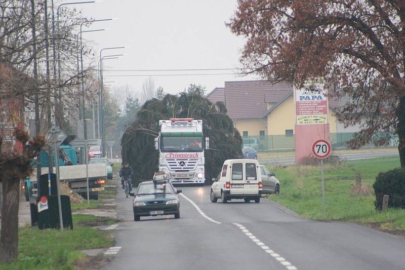 Převoz Vánočního stromu z Kostomlátek do Nymburka