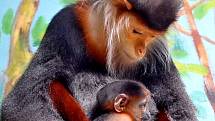 Mládě opičky langur duk patří mezi nejkrásnější primáty na světě.