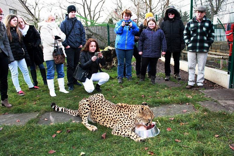 Vánoční mazlení s gepardicí Mzuri v Zoo Chleby