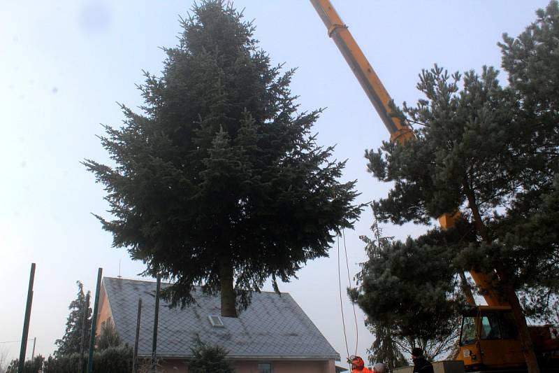 Letošní vánoční strom je krásně tvarovaný a váží 1 600 kilogramů.