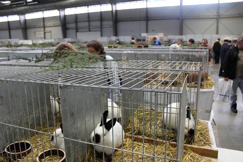 Výstava Náš chovatel nabízí každoročně přehlídku nejzajímavějších chovaných zvířat nejen z celého kraje.