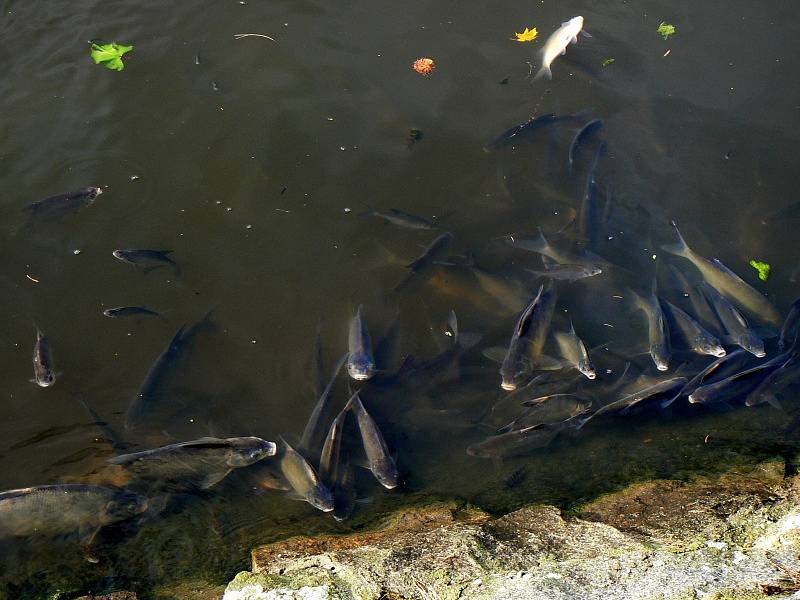 Úhyn ryb na Labi u Nymburka