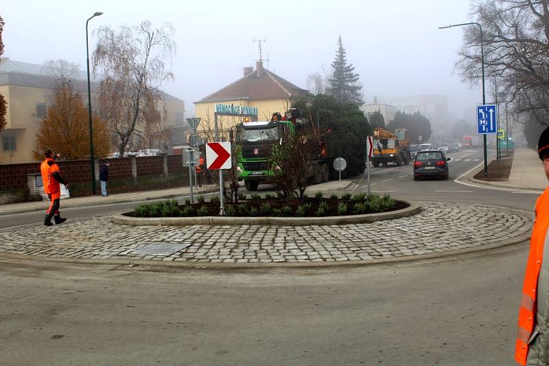 Letošní vánoční strom je krásně tvarovaný a váží 1 600 kilogramů.