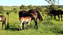 Hříbě divokého koně dostalo jméno po slovanském bohu blahobytu - Krodo.