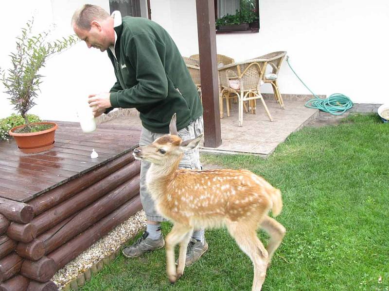 V pátecké stanici krmí laňku