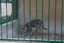 V útulku musí psům dodávat nejen dostatek vody na pití, ale také ochlazovat vodou kotce.