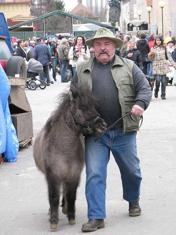 Na výstavě Jaro s koňmi v Lysé nad Labem se představili koně mnoha plemen.