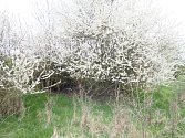 Kvetoucí trnkové keře nedaleko Slavníkovské hradiště v Libici nad Cidlinou.