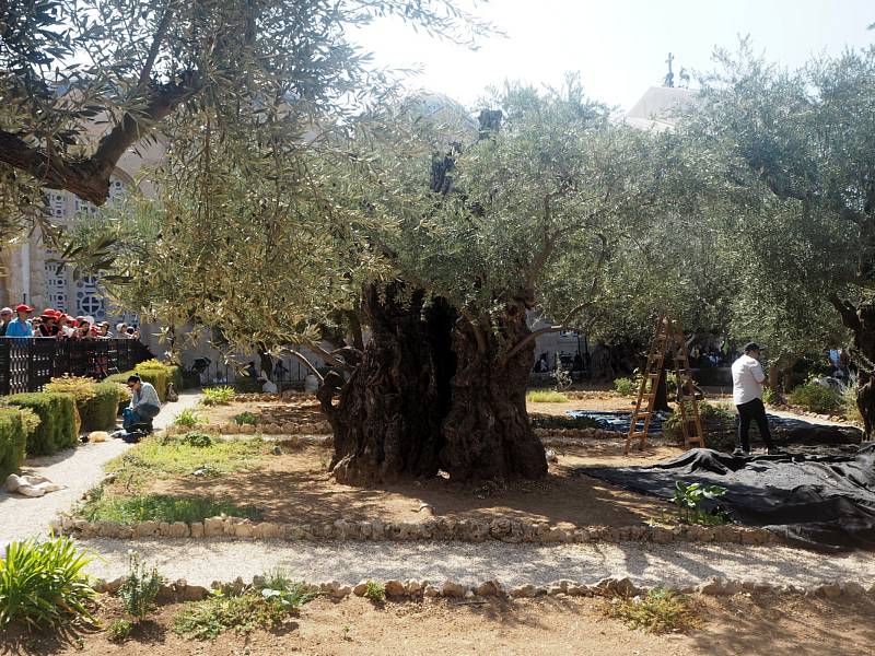 V dalším díle cestopisu našeho spolupracovníka Milana Čejky najedete zážitky z putování od Mrtvého moře k palestinskému Betlému.