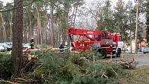 Mohutný strom spadl v policejním školícím středisku v Sadské. Foto: Deník/ Miroslav S. Jilemnický