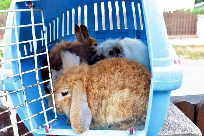 Trojice králíčků, které někdo nechal u kontejneru