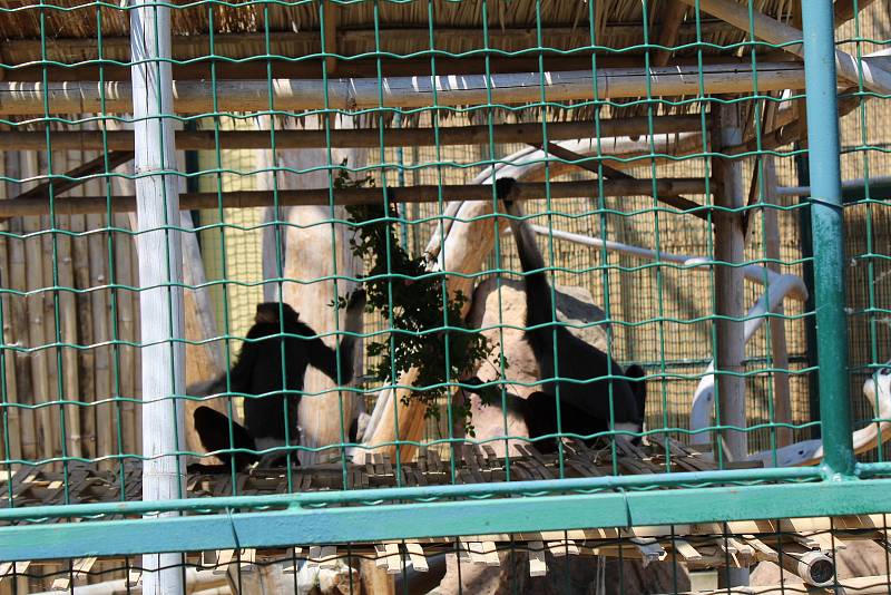 Chlebská zoo slaví 20 let. Představila i vzácné opičky langur veřejnosti